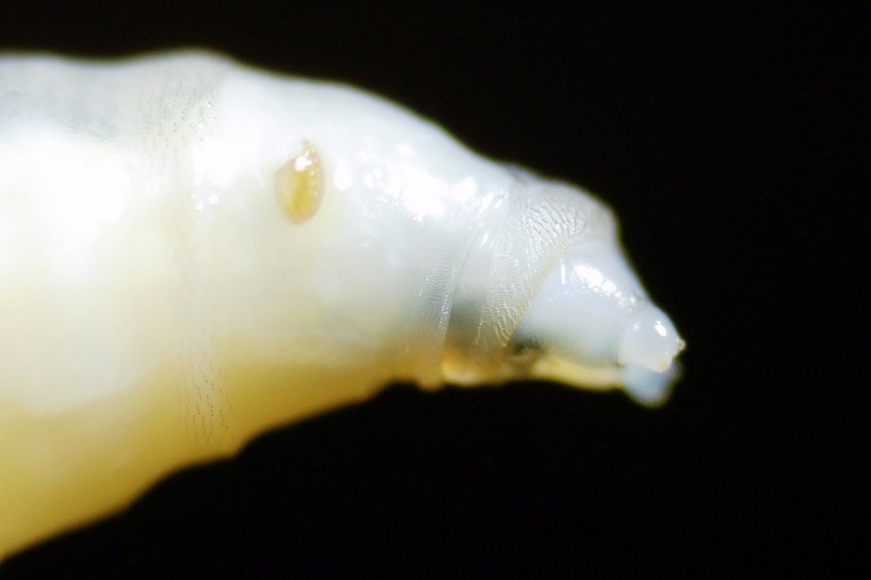 © MedUni Wien / Dominik Javorski © MedUni Wien / Dominik Javorski