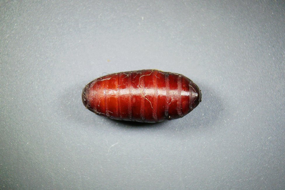 © MedUni Wien / Dominik Javorski © MedUni Wien / Dominik Javorski