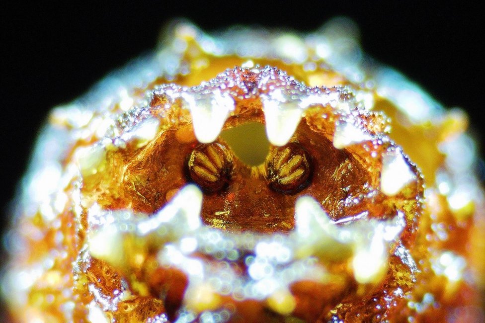 © MedUni Wien / Dominik Javorski © MedUni Wien / Dominik Javorski