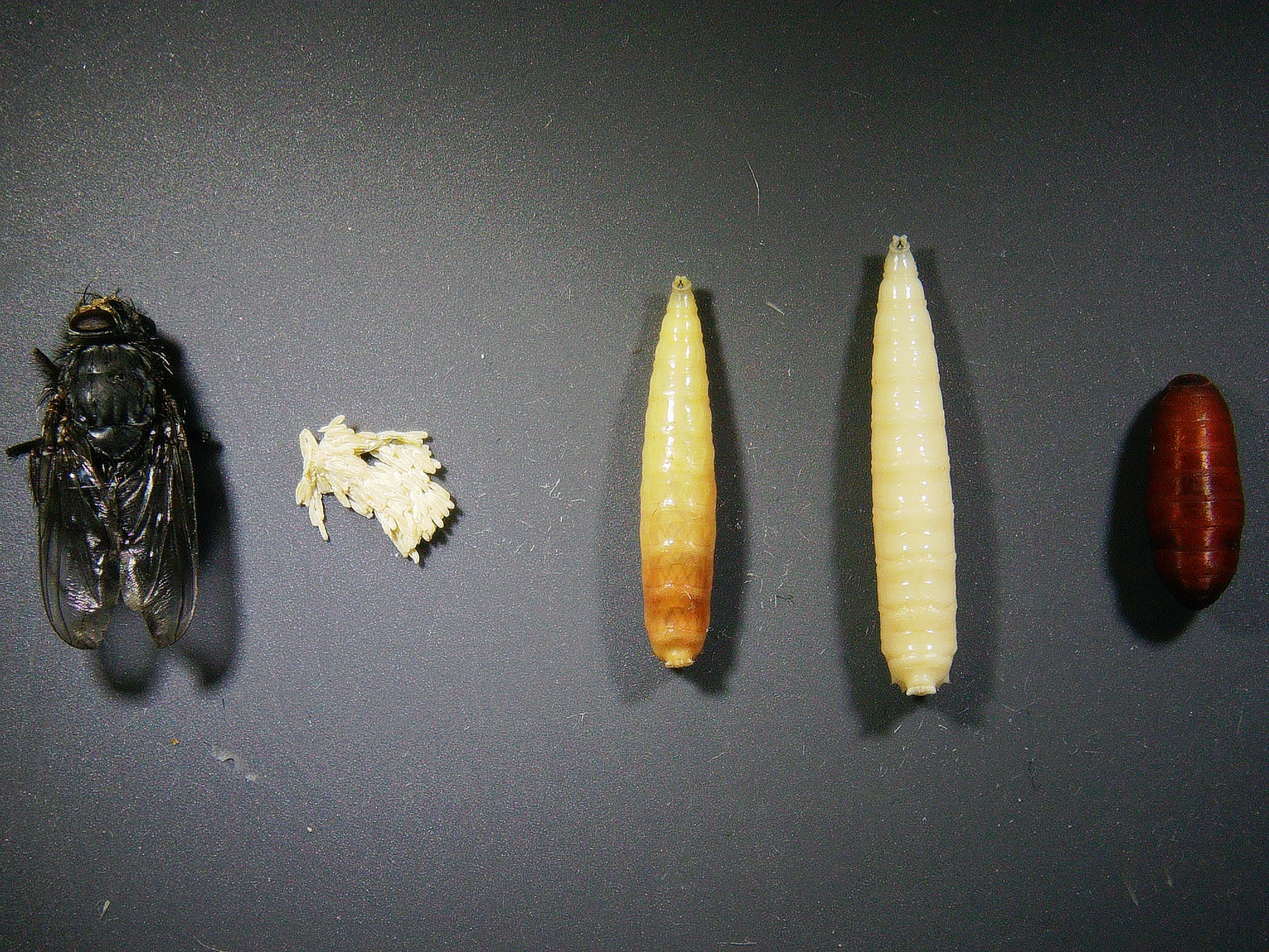 © MedUni Wien / Dominik Javorski