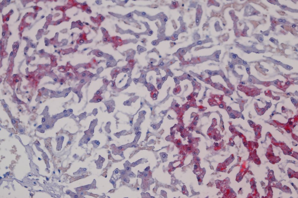 © MedUni Wien / Katharina Stolz