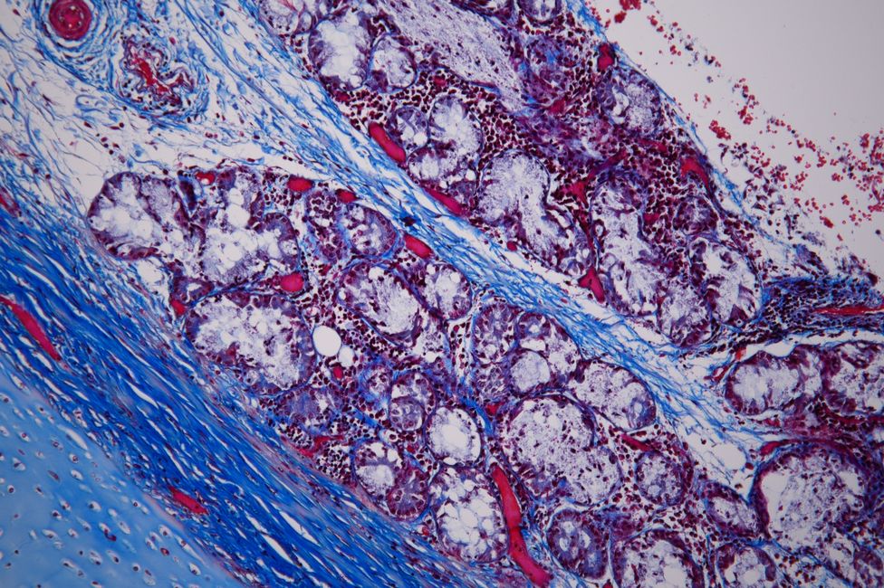 © MedUni Wien / Katharina Stolz