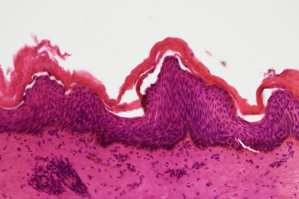 © MedUni Wien / Katharina Stolz