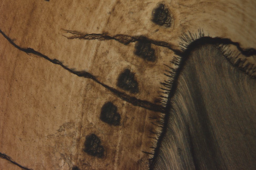 © MedUni Wien / Fabian Kanz