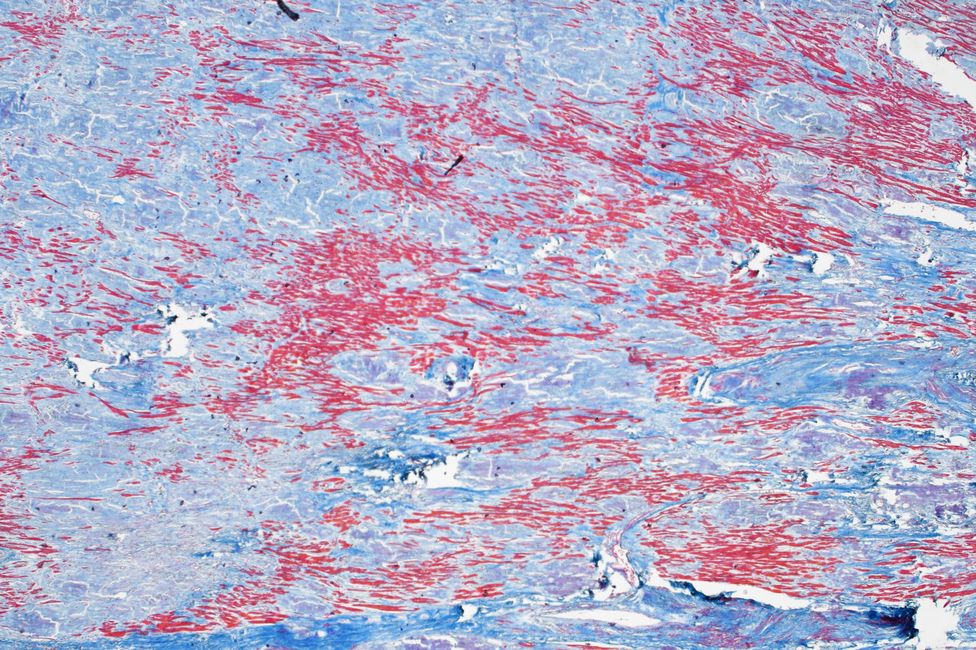 © MedUni Wien / Katharina Stolz