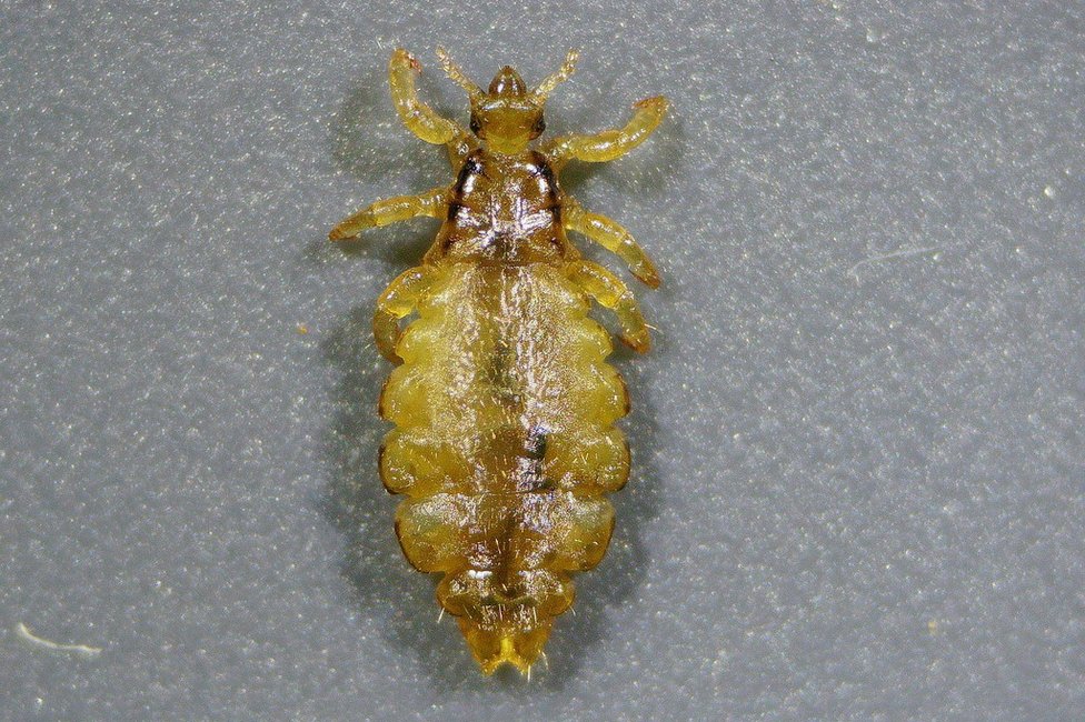 © MedUni Wien / Dominik Javorski © MedUni Wien / Dominik Javorski