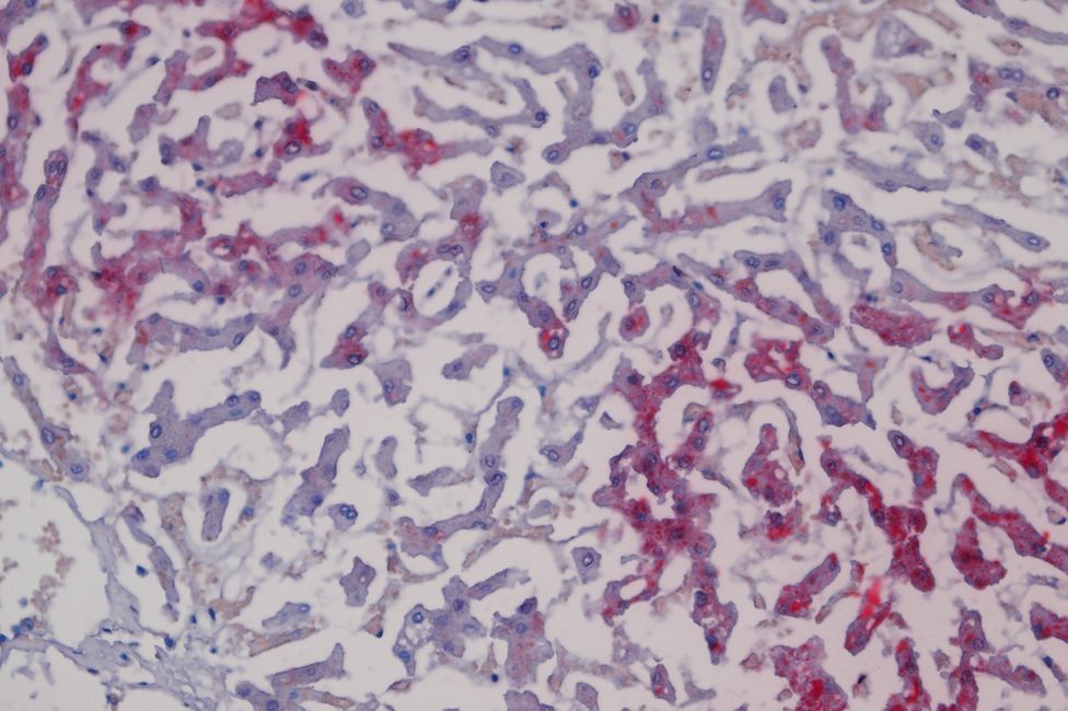 © MedUni Wien / Katharina Stolz